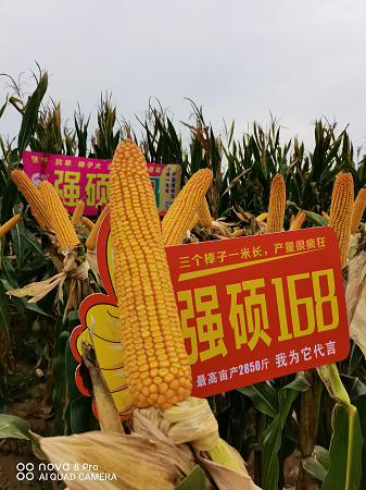 强硕168