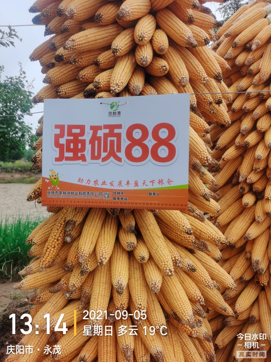 强硕88