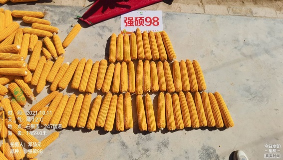 强硕98